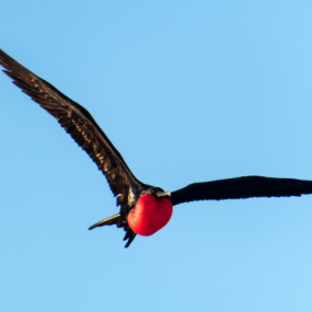 Wonder and Awe with Aimee Nezhukumatathil Wonder and Awe with Aimee Nezhukumatathil