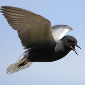 The Elegant Black Tern