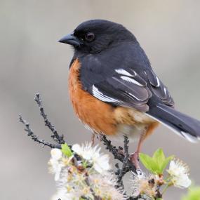 Towhees' Distractive Plumage Towhees' Distractive Plumage