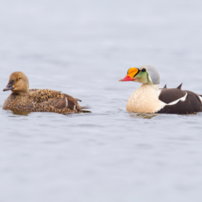 The Stunning King Eider The Stunning King Eider