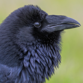 Artwork for BirdNote