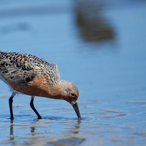 Probing with Sandpipers Probing with Sandpipers