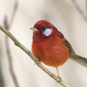 The Red Warbler: Mexico’s Little Red Queen The Red Warbler: Mexico’s Little Red Queen