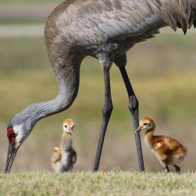 The Mississippi Sandhill Crane Makes a Comeback