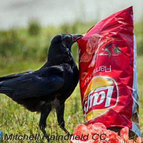 crow-and-chips-mitchell-haindfield-285.jpg