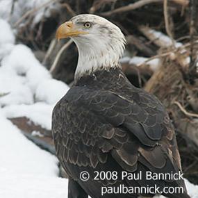 Bald Eagle