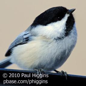 Black-capped Chickadee