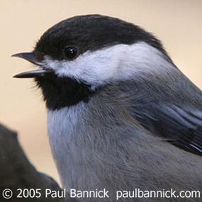 Black-capped Chickadee