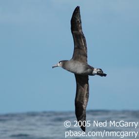 Black-footed Albatross in Flight