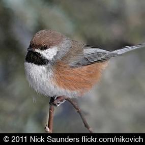 Boreal Chickadee