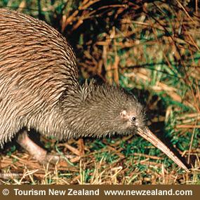 Brown Kiwi