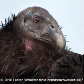 California Condor