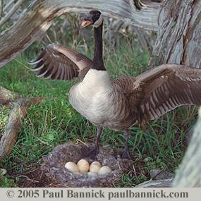 Canada Goose
