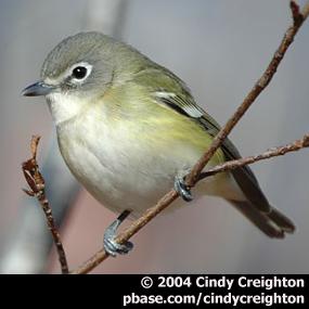 Cassin's Vireo