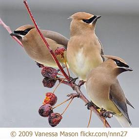 Cedar Waxwing