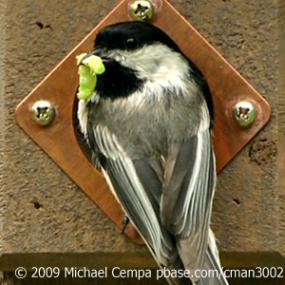 Black-capped Chickadee