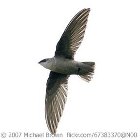 Chimney Swift