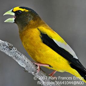 Evening Grosbeak