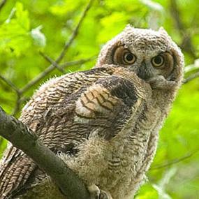 Great Horned Owl
