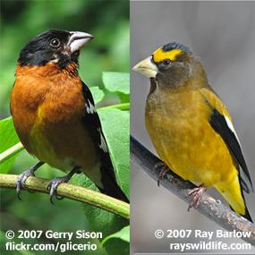 Black-headed and Evening Grosbeaks
