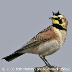 Horned Lark