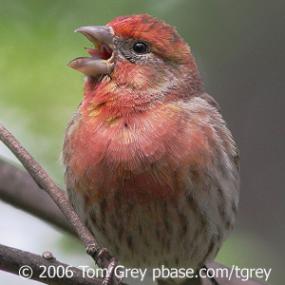 A House Finch Singing