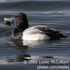 Lesser Scaup
