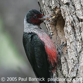 Lewis's Woodpecker