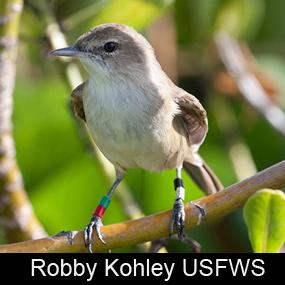 Millerbird