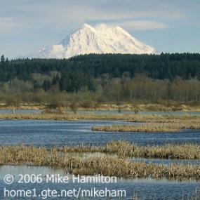 Mt. Rainier from Nisqually