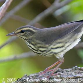 Northern Waterthrush