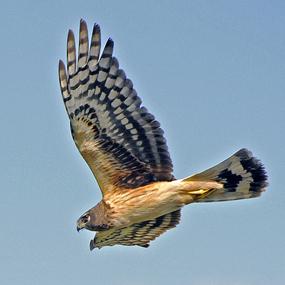 Northern Harrier