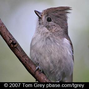 Oak Titmouse