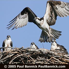 Osprey in Flight