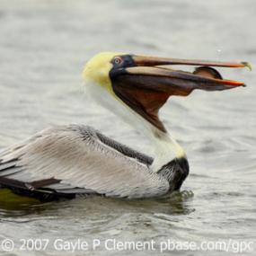 A Brown Pelican