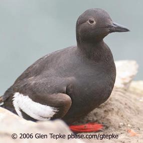 Pigeon Guillemot