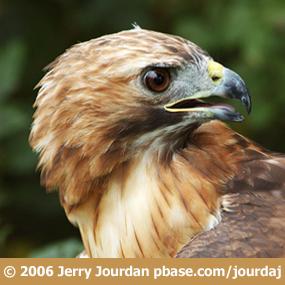 Red-Tailed Hawk