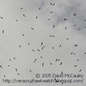 A Flock of Raptors