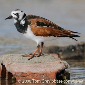 Ruddy Turnstone
