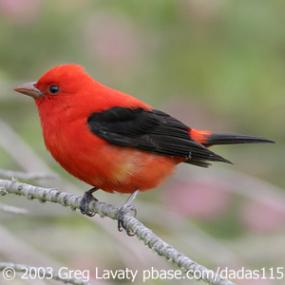 Scarlet Tanager