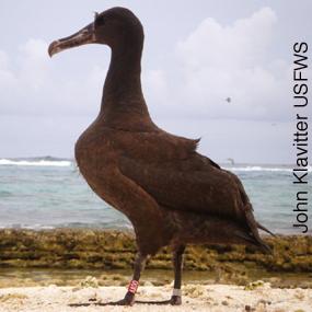 Short-tailed Albatross