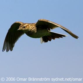 Skylark