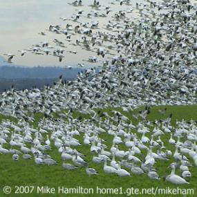 A Flock of Snow Geese