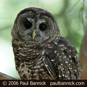 A Spotted Owl