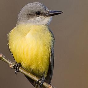 Tropical Kingbird