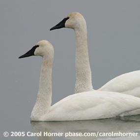 Trumpeter Swan