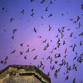A Flock of Vaux's Swifts