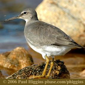 Wandering Tattler