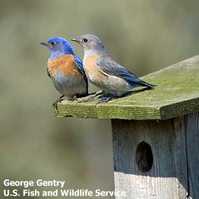 Western Bluebirds