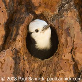White-headed Woodpecker